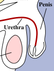 after Image of a penis before taking penis reducing placebos